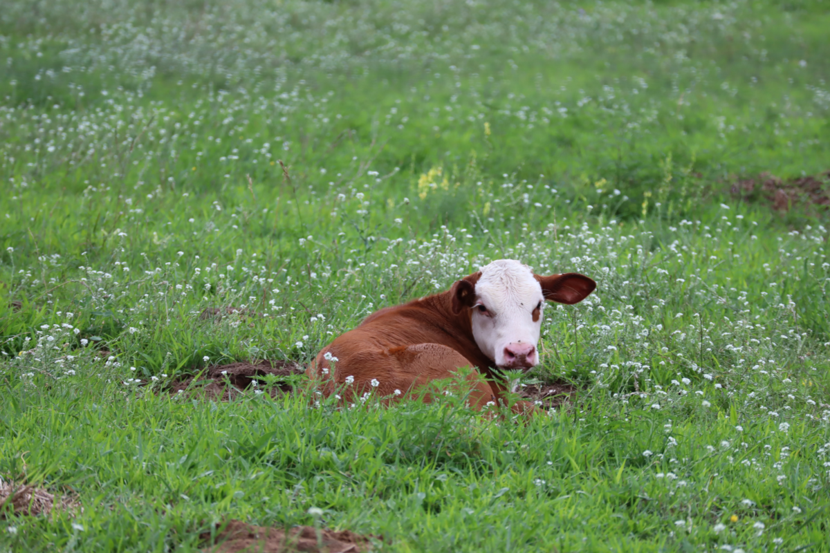 A picture of a calf laying in the grass.