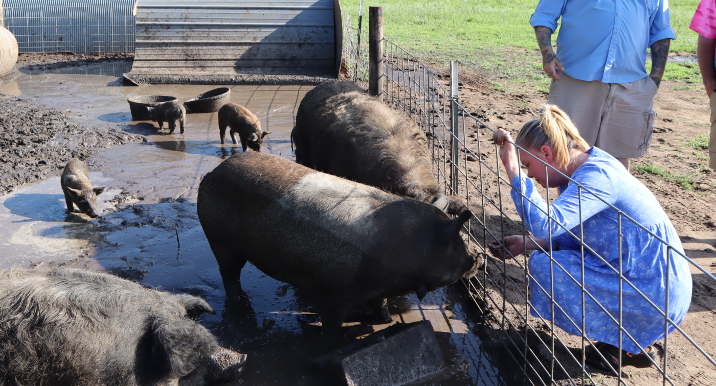 A picture of a woman with a group of pigs that are in the mud.