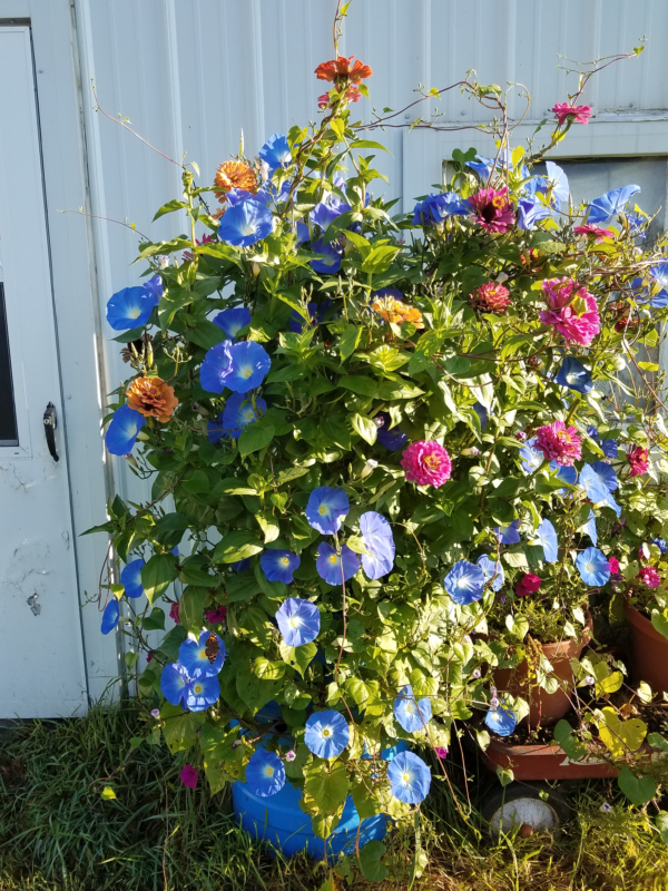 A picture of a flower bush outside of a shed. The flowers are yellow, blue, and pink.