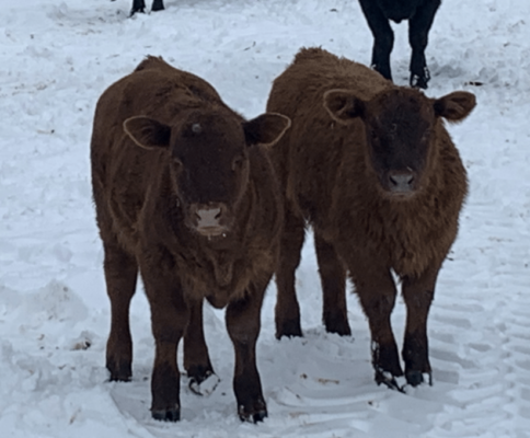 A picture of two brown cows in the winter.