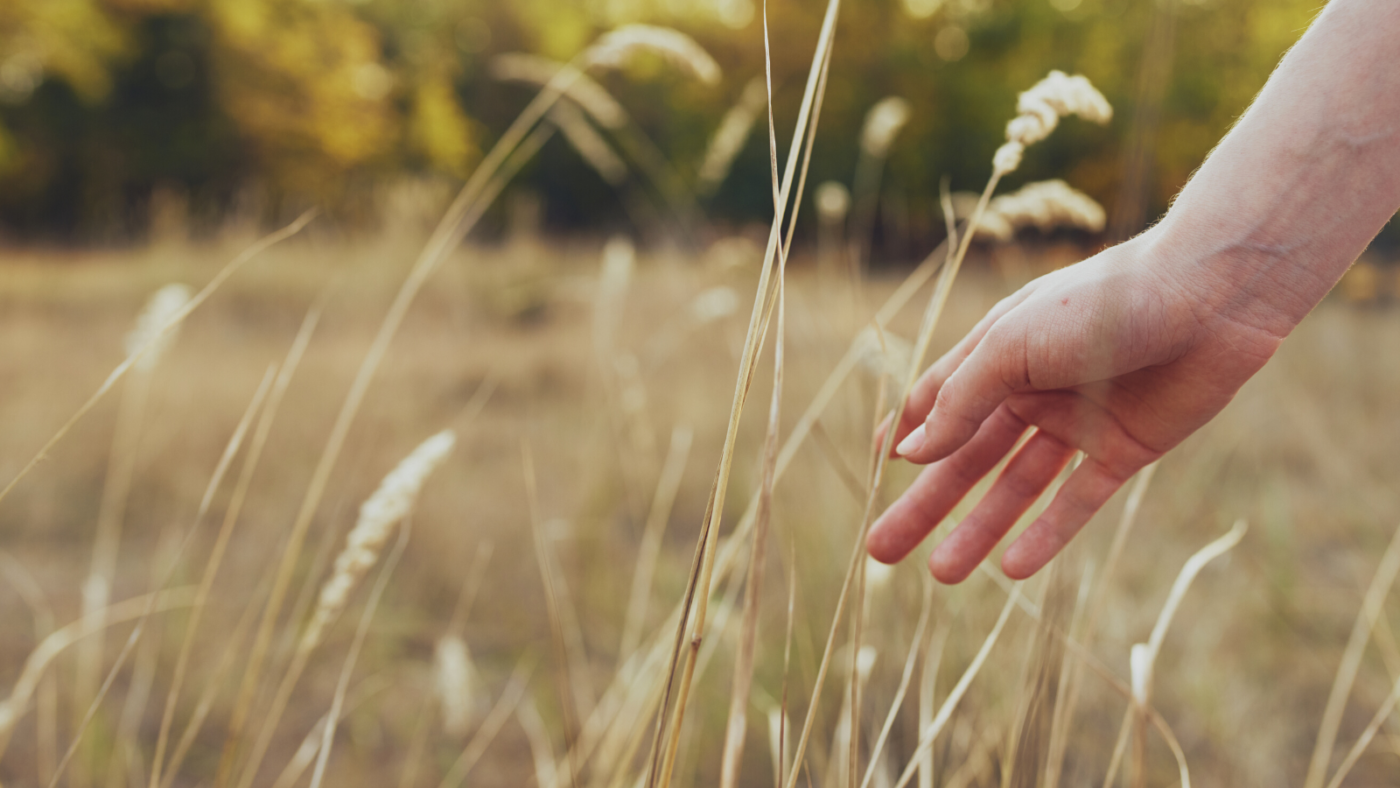 A picture of a woman's hands grazing long grass in a field.